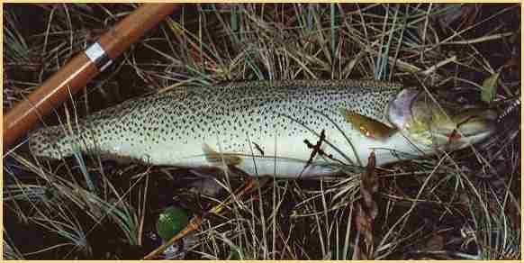 Cutthroat trout provide great fishing in lakes and streams