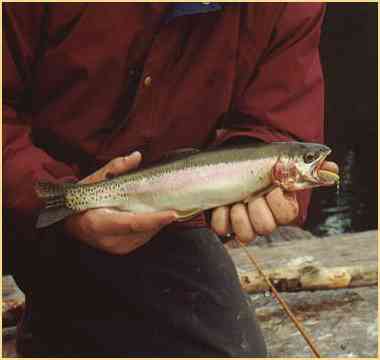 Mountain lake rainbow trout