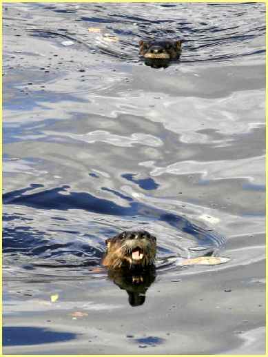 River Otters