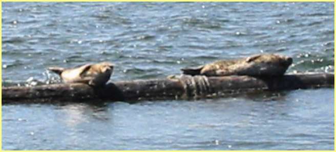 Seals sunbathing on floating log