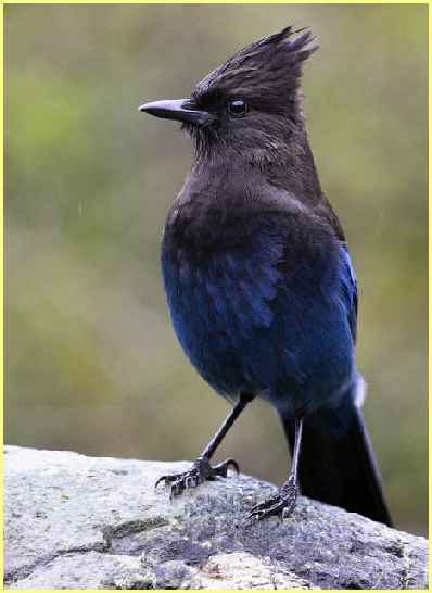 Stellar Jay