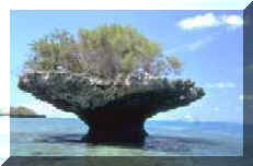 Image of coral head