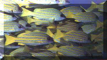 School of fish