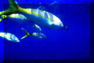 Image of fish