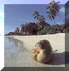 A beach on La Digue