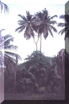 Image of a Siamese Twin Palm
