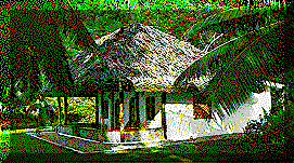 Thatch Hut in Trees