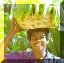 Image of a plantation worker