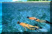 Image of two snorkelers