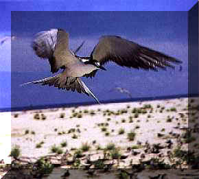 Image of Sooty Tern