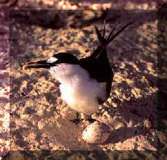 Image of Sooty Tern