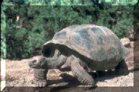 Image of Giant Tortoise