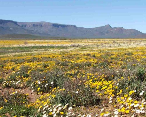 6 Day 5 Night Namaqualand Wild Flower Guided Coach Tour