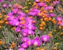 6 Day Namaqualand Wild Flower Coach Tour