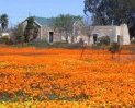 6 Day Namaqualand Wild Flower Coach Tour