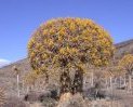South African6 Day 5 Night Namaqualand Wild Flower Guided Coach Tours