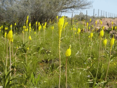 6 Day 5 Night Namaqualand Wild Flower Coach Tour