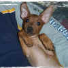 ears.jpg (27287 bytes)