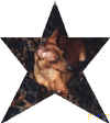 kellystarhead.jpg (18288 bytes)