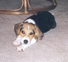Amica as a puppy