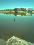 blackswan1