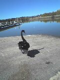 blackswan2