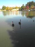 blackswan3