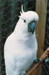 cockatoosm