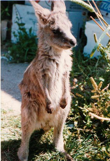 kangaroo