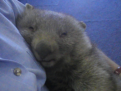 wombat