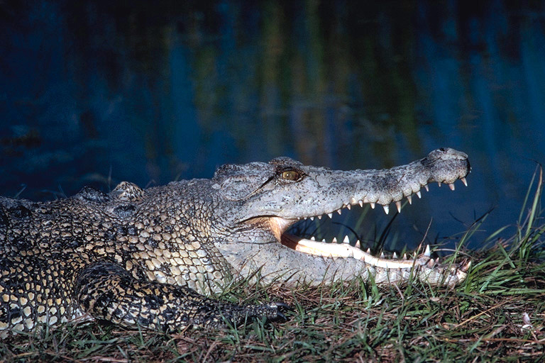 Crocodile