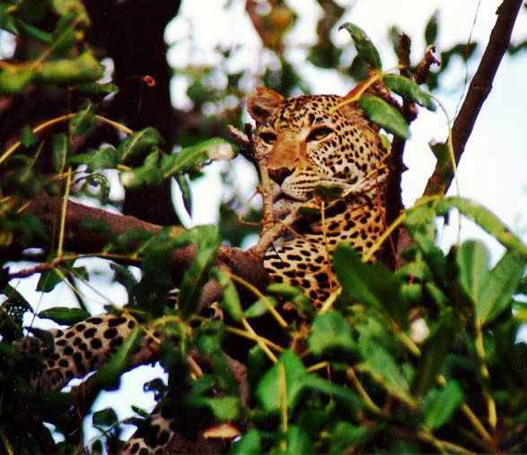 Leopard