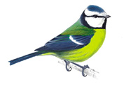 Wildlife Tips - How To Attract Garden Birds To Your Garden ¦How To Feed And Care For Wild Birds.image1
