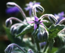 gardening for wildlife image.3