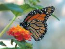 Plants For Butterflies image.1