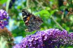 butterfly garden plants image.3
