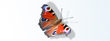 plants for butterflies image.2