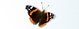 how to attract butterflies to your garden image.4