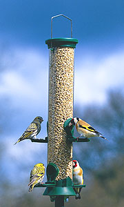 How To Feed Birds In Your Garden.image1
