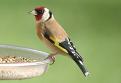 goldfinch feeding image.1