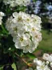 hedge image.1