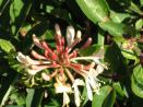 hedge image.4