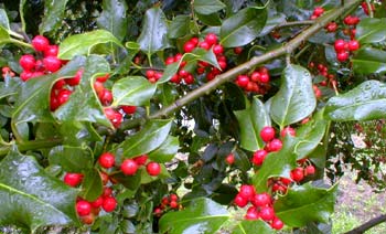 holly hedge image.3