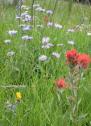 How to create a meadow.image.1