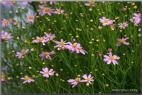 british meadow image.2