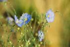 How to create a wild meadow image.3