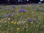 wild flower meadow image.4