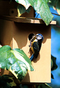 Nestbox - Ideal For Small Garden Birds - Bluetits - Great Tits - Sparrow.image1