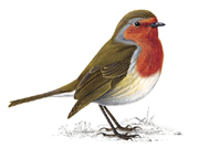 Wildlife Tips - How To Attract And Care For Garden Birds.image2