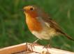 robin on bird feeder image.3